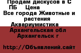 Продам дискусов в С-ПБ. › Цена ­ 3500-4500 - Все города Животные и растения » Аквариумистика   . Архангельская обл.,Архангельск г.